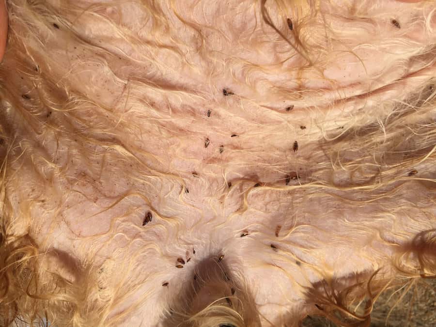 fleas on cat's stomach