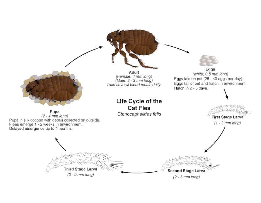 Flea Life Cycle Larva Stages