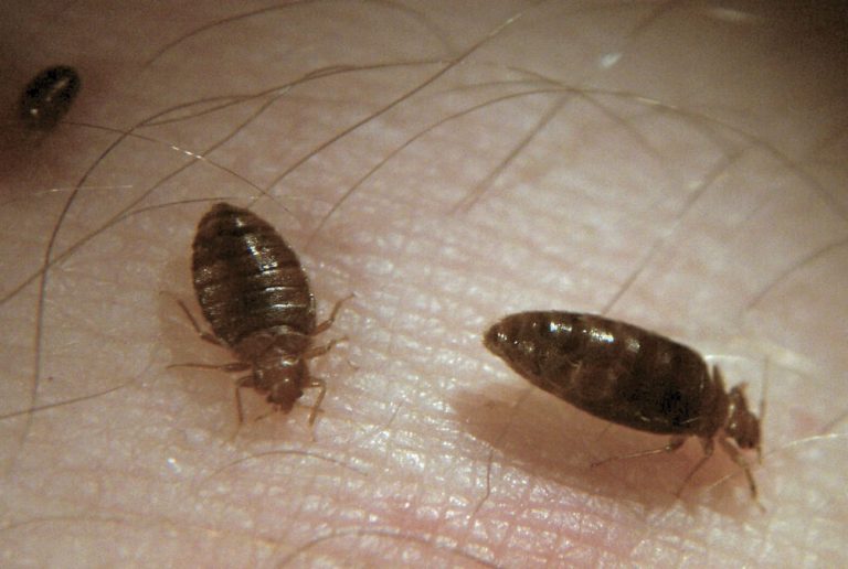 Baby Bed Bugs Everything You Need to Know PestSeek