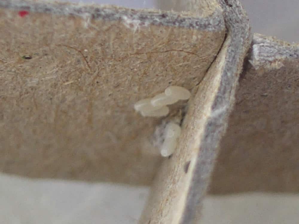 bed bug eggs on mattress