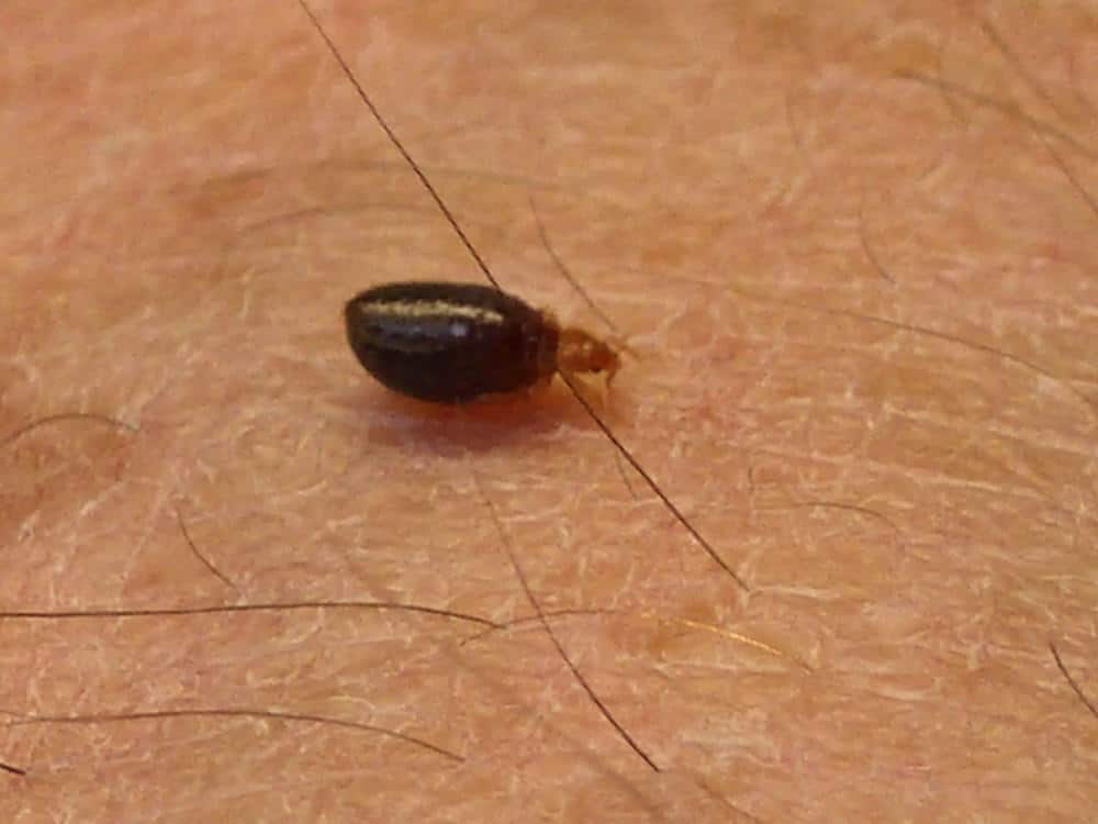 How long can bed bug nymphs live without feeding