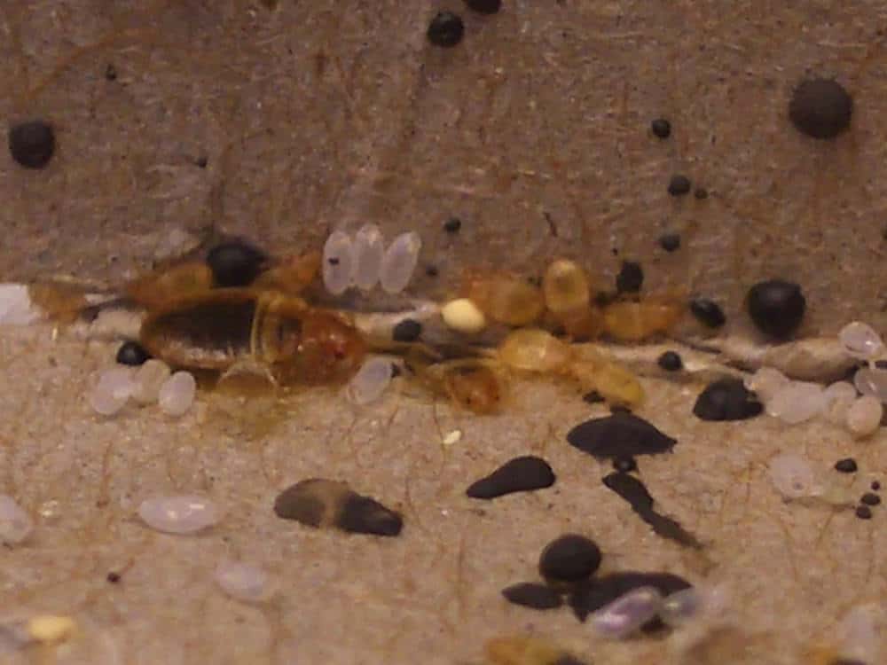 View Pictures Of Bed Bugs In All Life Stages Home Tips