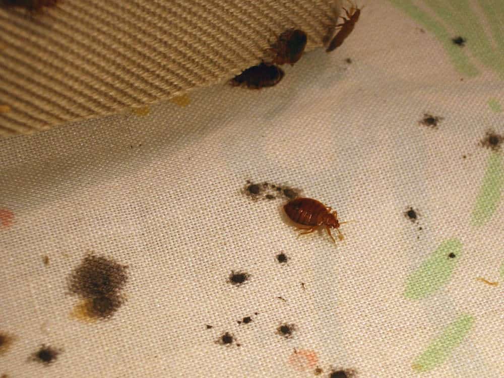 bed bug stains mattress