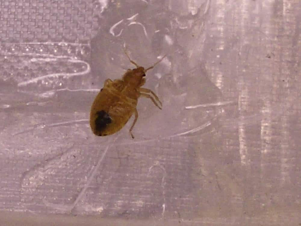 What Chemicals Kill Bed Bugs?