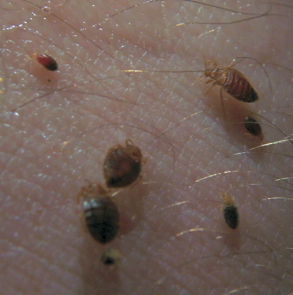 How Fast Do Bed Bugs Spread Between Rooms And Houses?