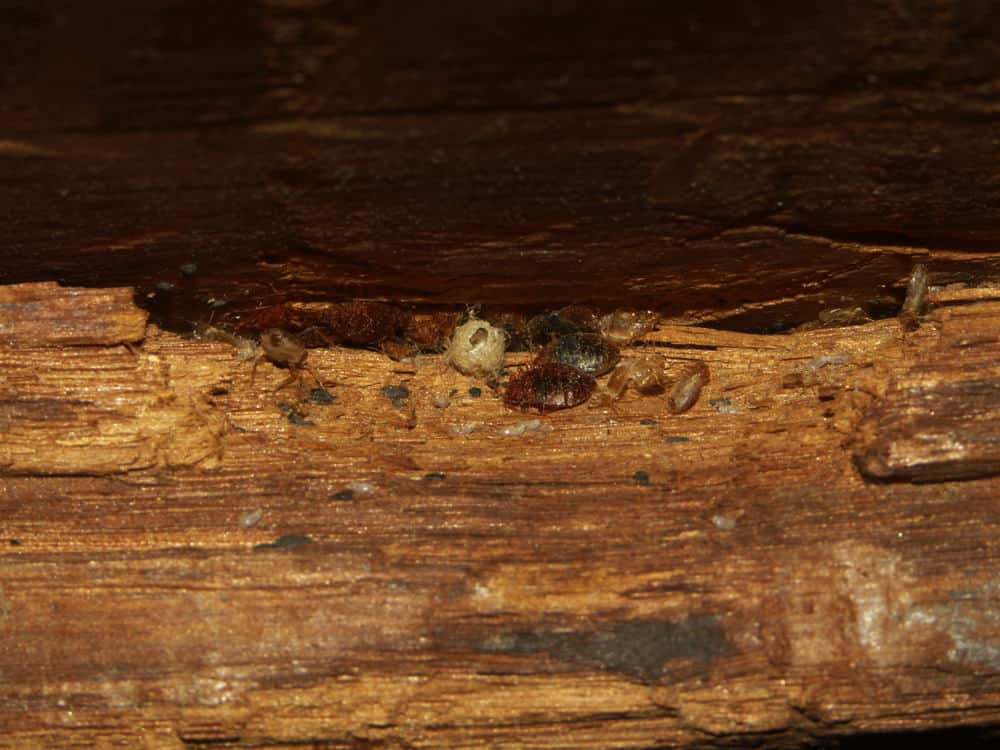 can bed bugs live in wood? – what you need to know | pestseek