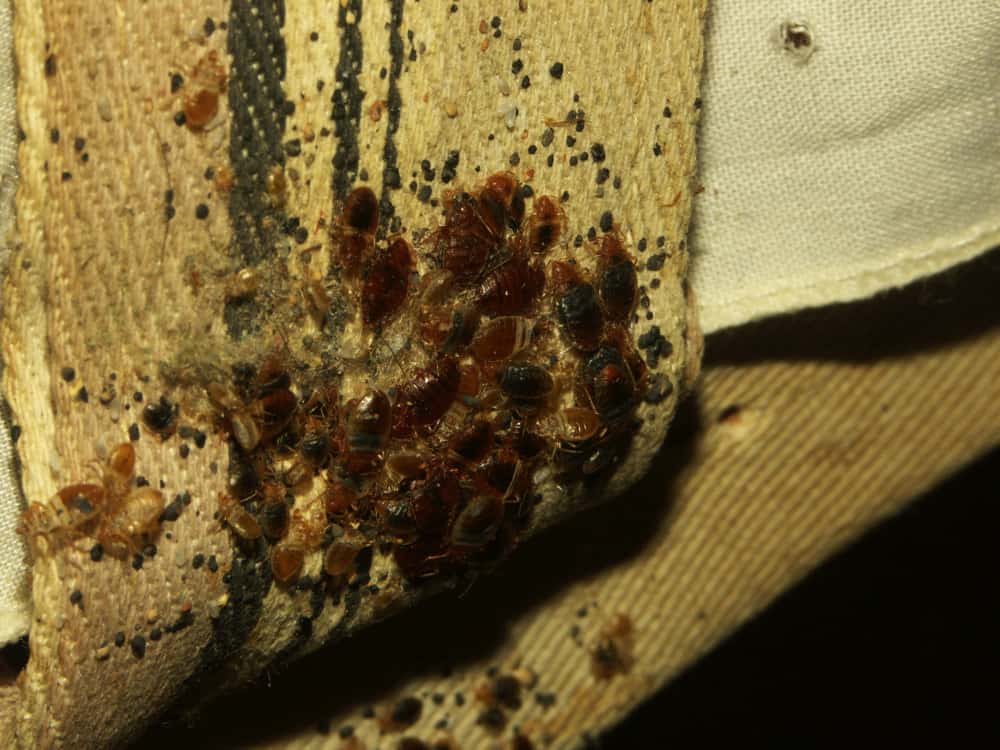 Do Bed Bugs Make Nests In The Home?