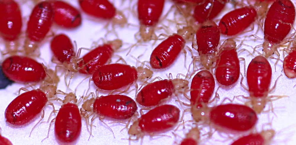 Baby Bed Bugs: Everything You Need to Know