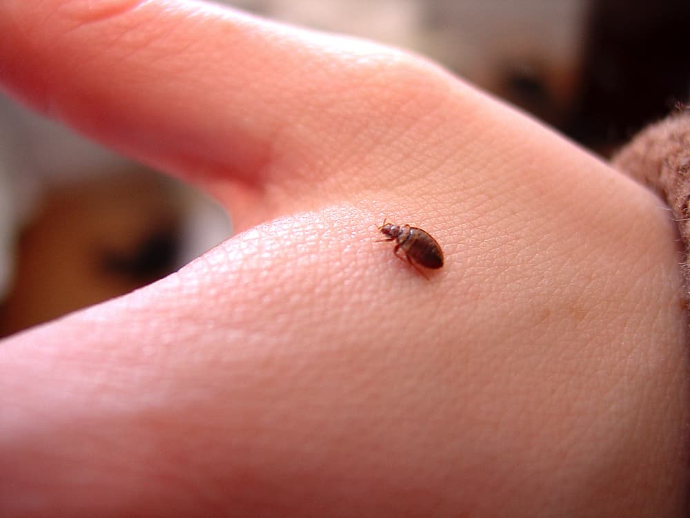 How Big Are Bed Bugs At Every Life Cycle Stage?