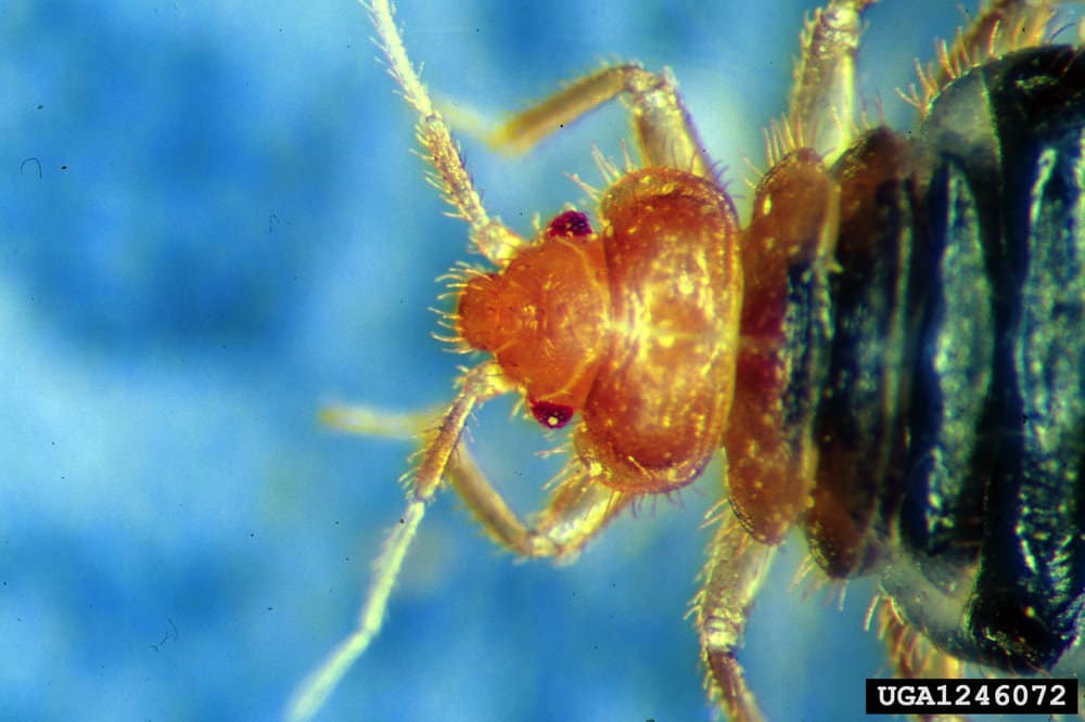 How Long Can Bed Bugs Live Without Air?