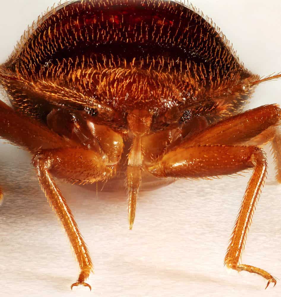 Can Bed Bugs Jump Onto People?