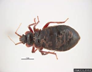 Bed Bug Size