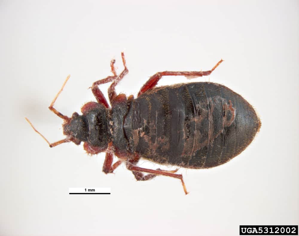 Bed Bug Size