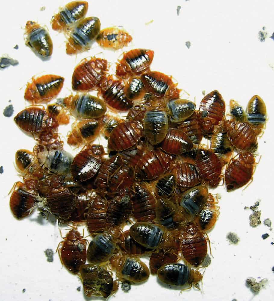 Can Bed Bugs Make You Sick or Cause Illness?