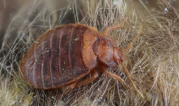 do bed bugs go after dogs