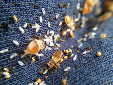 can bed bugs travel through clothes