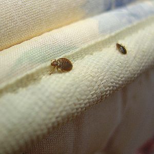 I Found One Bed Bug But No Others: What Should I Do? - PestSeek