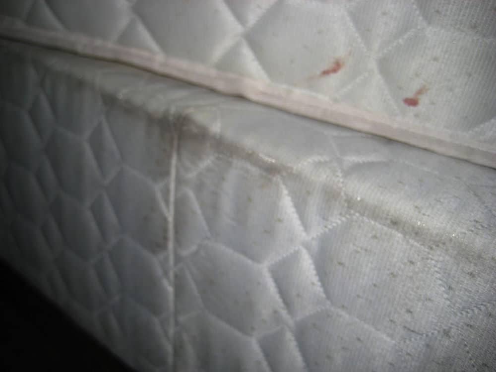 bed bugs foam mattress