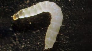 3rd Instar Cat Flea Larva