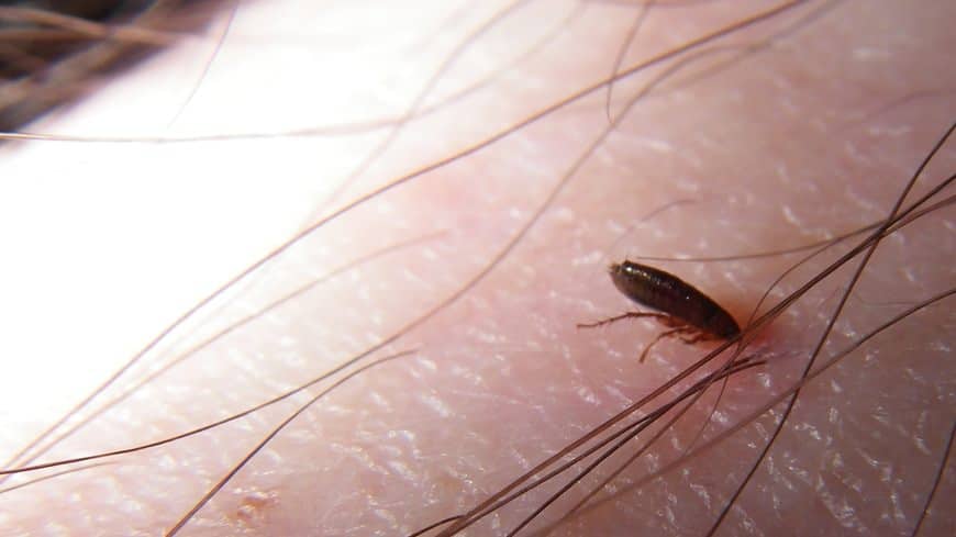 Do Fleas Bite Humans?