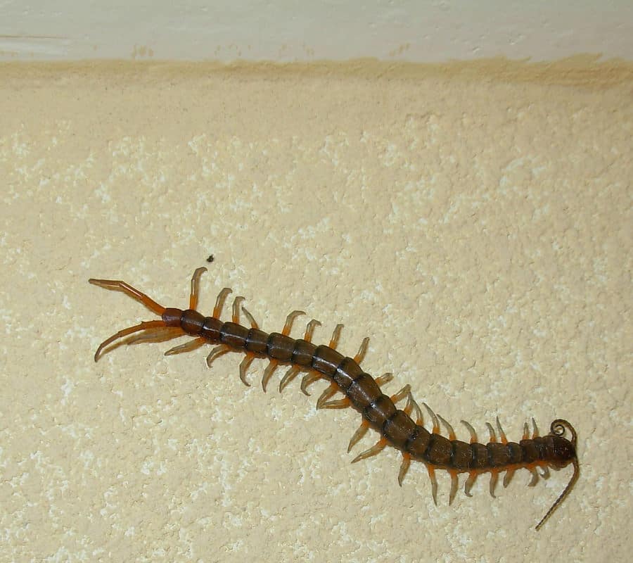 Centipede eats bed bugs