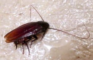 Cockroach eats bed bugs