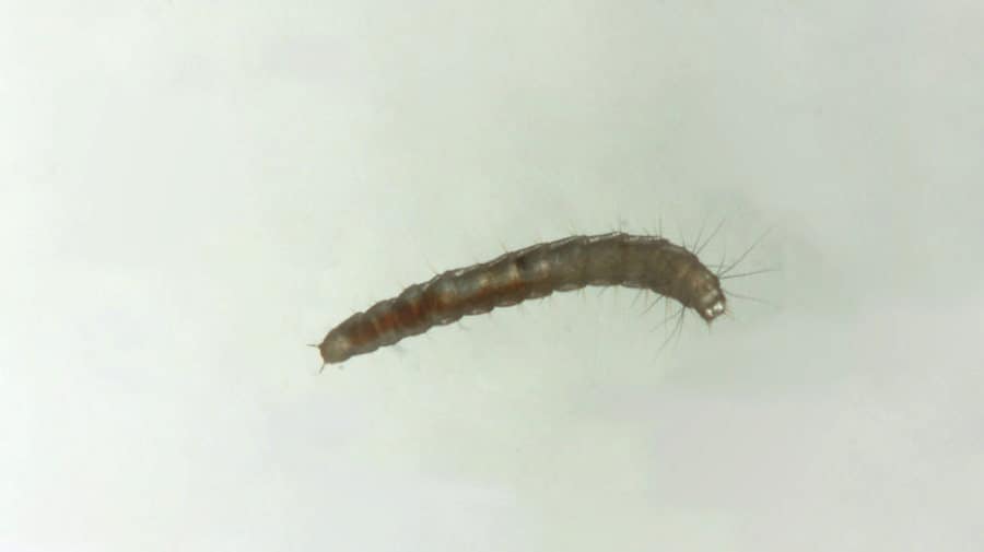 Flea Larvae