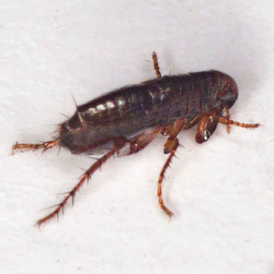 How Long Do Fleas Live On Average?