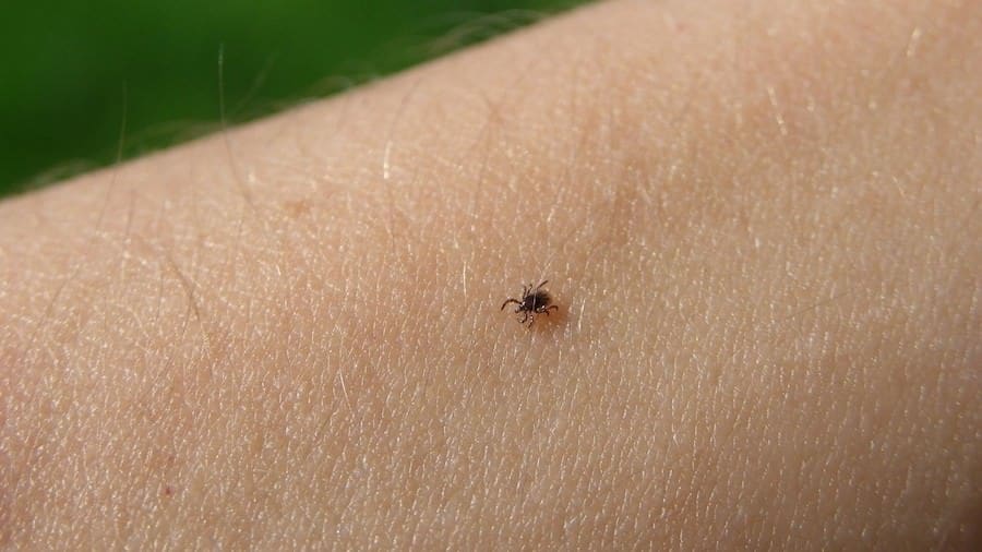 Ticks Vs Bed Bugs What Are The Differences Pestseek