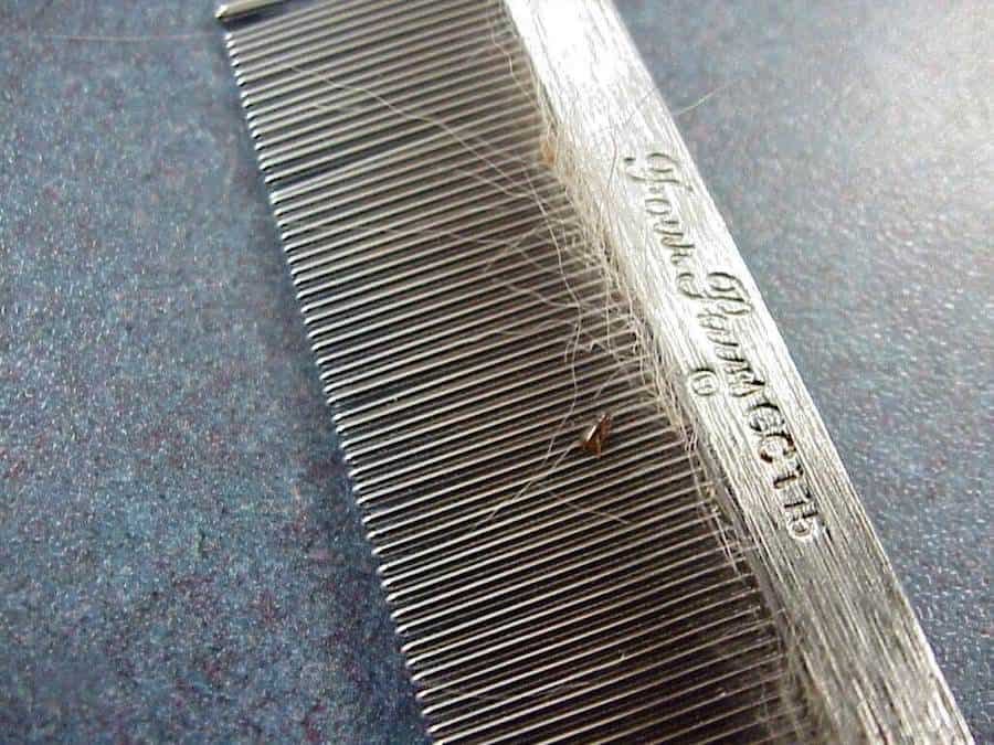 flea comb hair