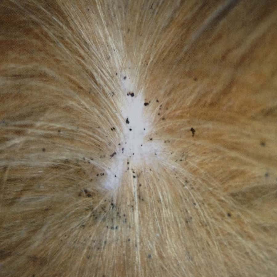 flea dirt on cats