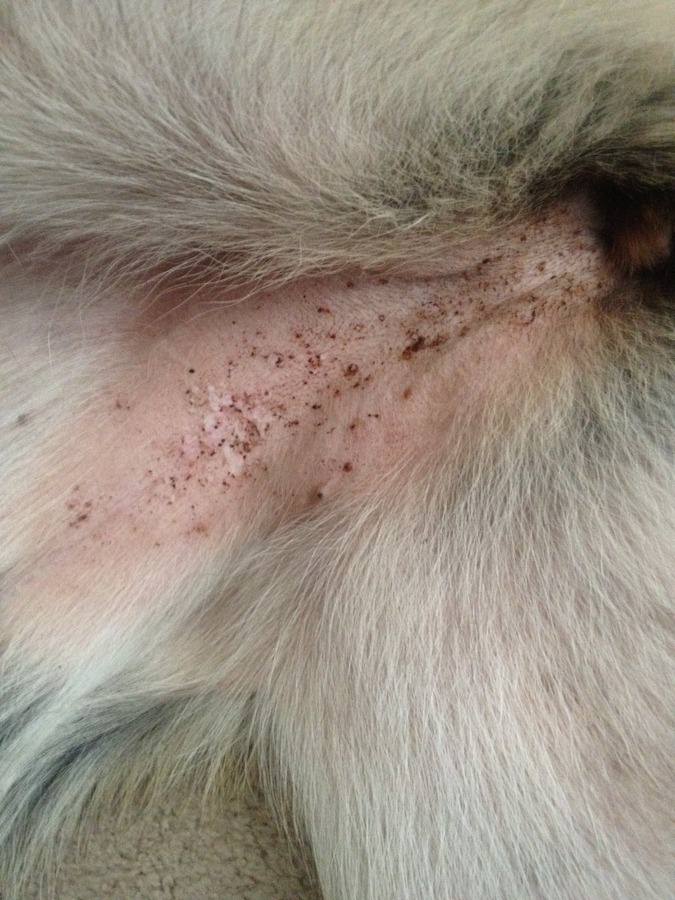 what do dog flea bites look like on humans