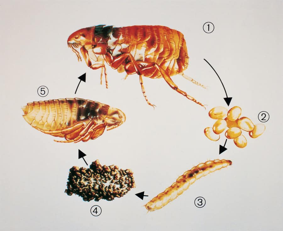 Life cycle of a flea