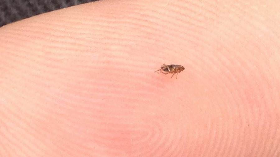 A flea on human skin