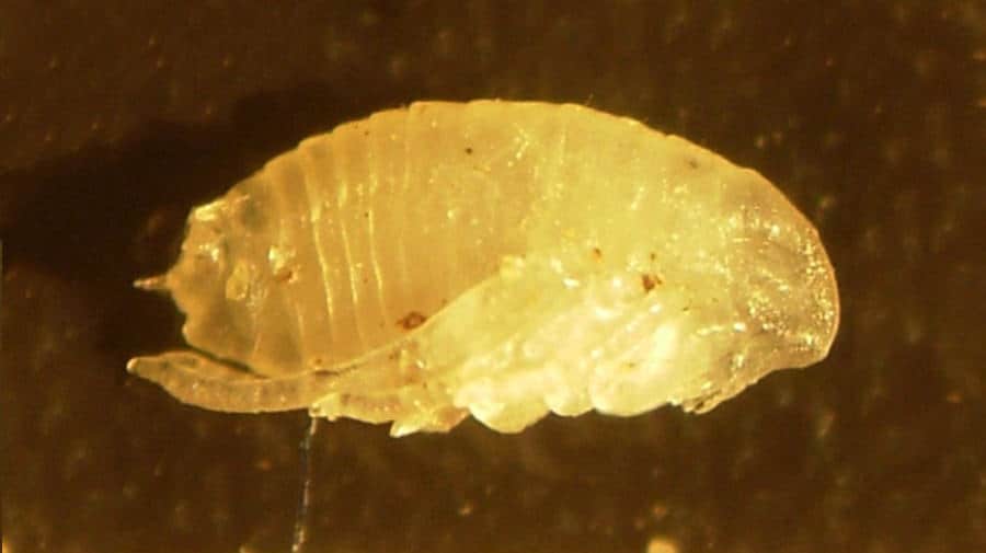 naked flea pupa no cocoon