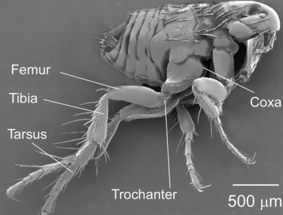 The legs of a flea have perfectly evolved for jumping large distances in relation to its body size