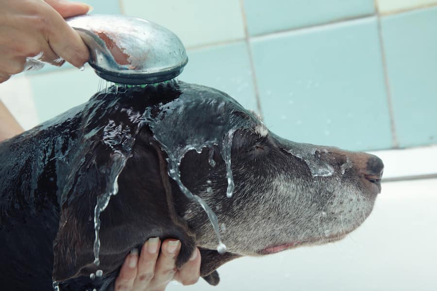 Best Flea Shampoo For Dogs