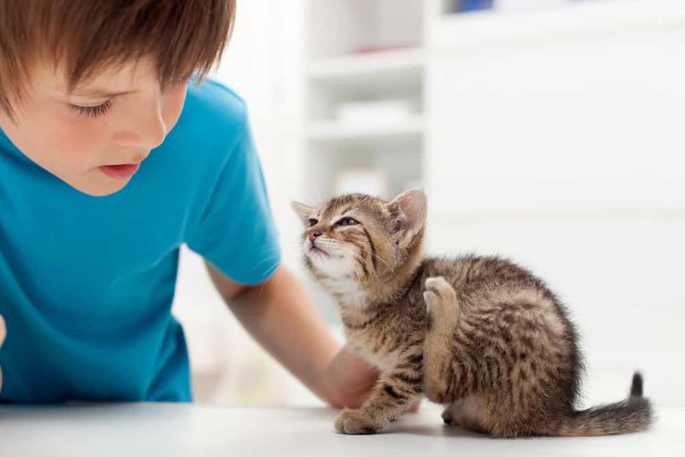 How To Get Rid Of Fleas On Kittens