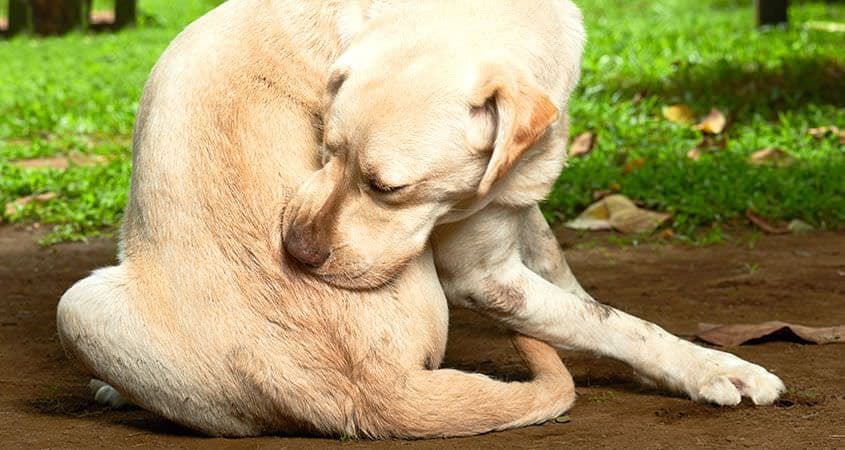 How Do Dogs Get Fleas?