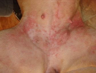 flea bites on dog belly