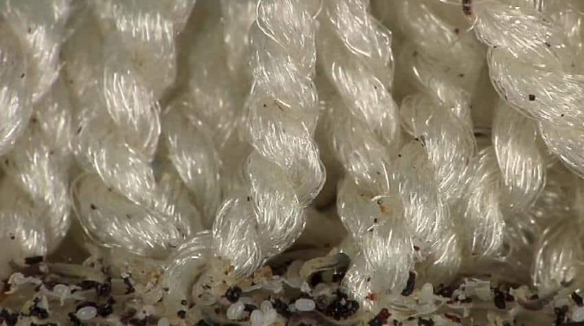flea eggs in carpet