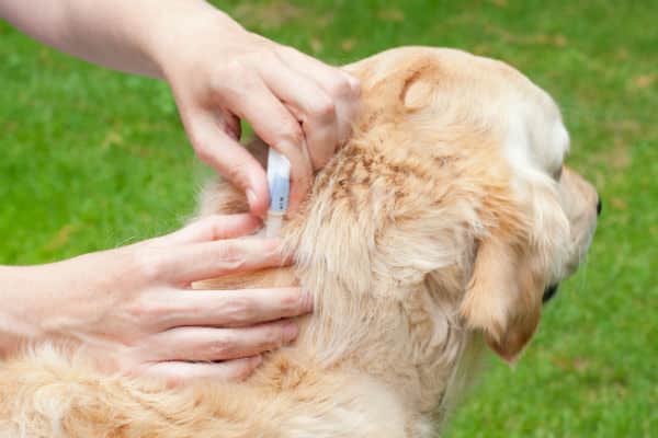 What To Do If Your Dog Has Fleas