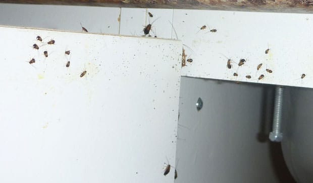 Cockroaches In House