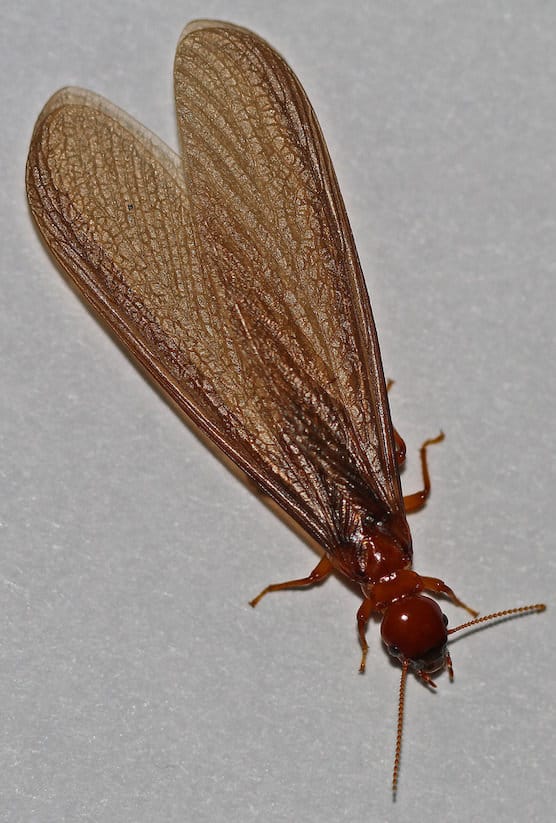 Flying Termites With Wings – Appearance & Treatment | PestSeek