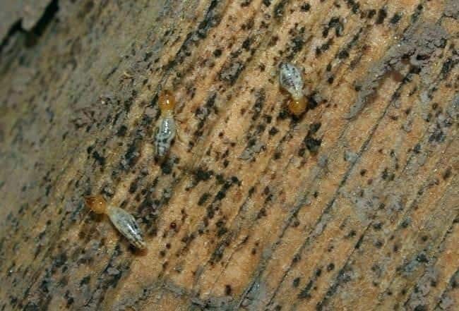 Baby Termites