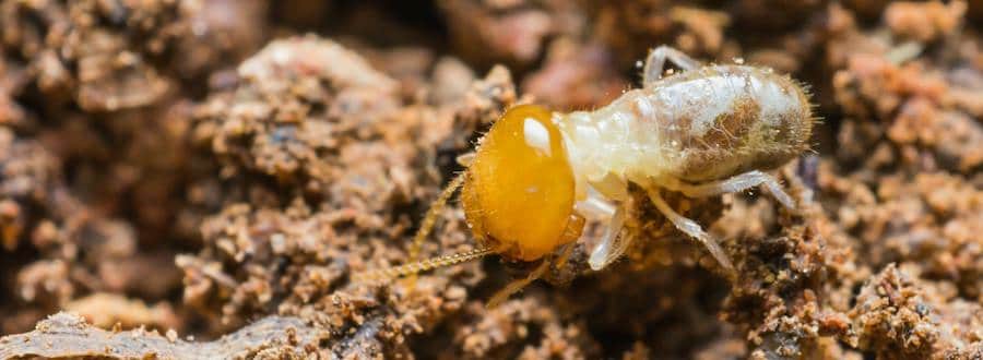 Termite Larvae