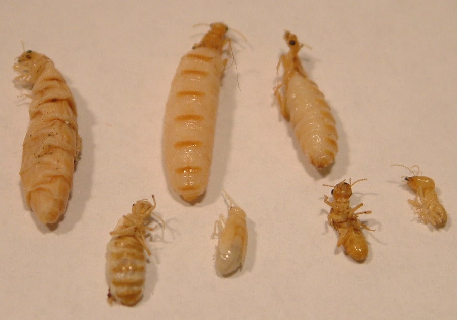Termite Life Cycle: All Sizes & Stages