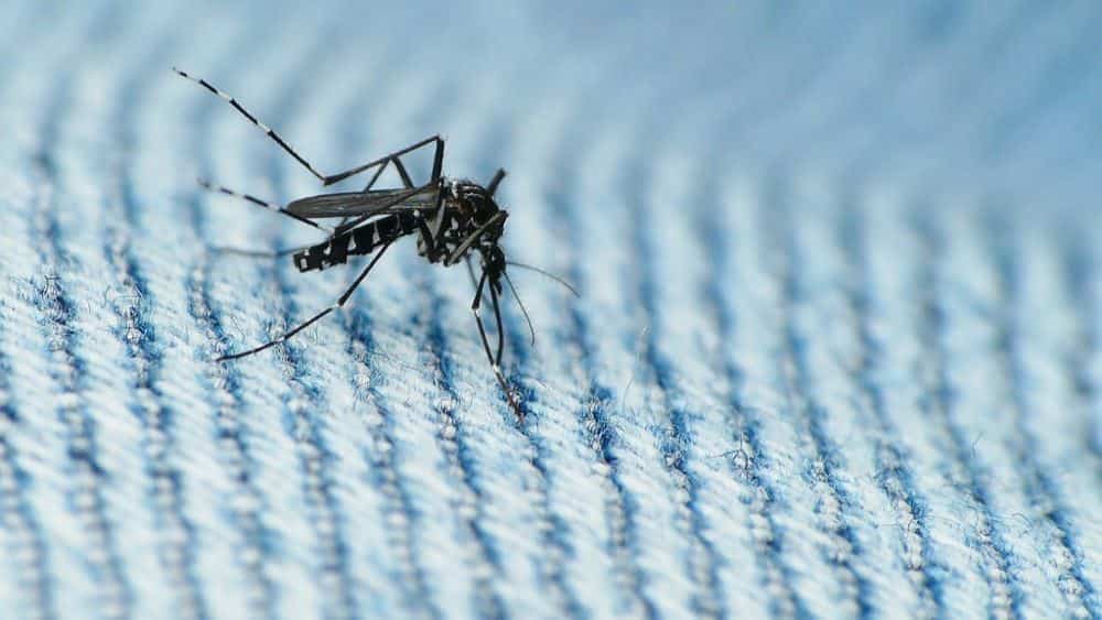 Why Do Mosquitoes Exist and What Is Their Purpose?