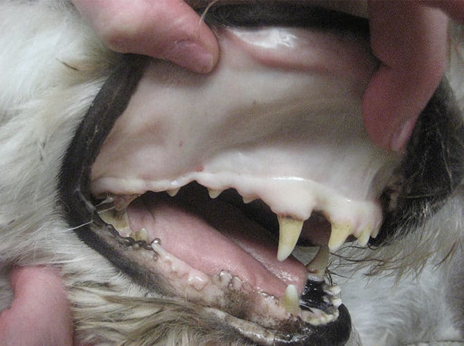 dog with pale gums