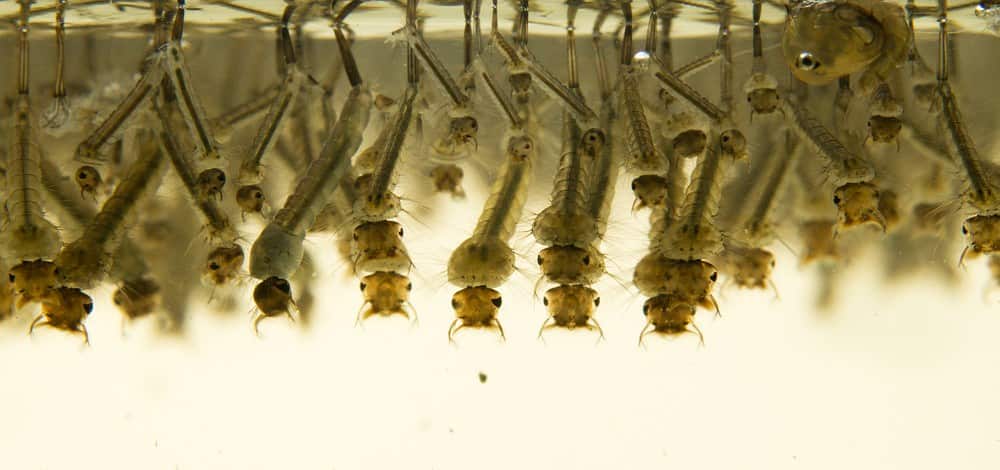 mosquito larvae group